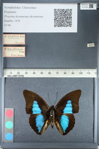 Media type: image;   Entomology 163494